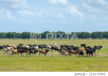 Milk cows grazing on green farm pasture. Production of organic dairy products. Feeding of cattle on farmland grassland 123113493
