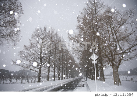 メタセコイア並木と雪の玉ボケ2 123113584