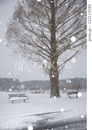 メタセコイア並木のあのベンチと雪の玉ボケ1 123113589