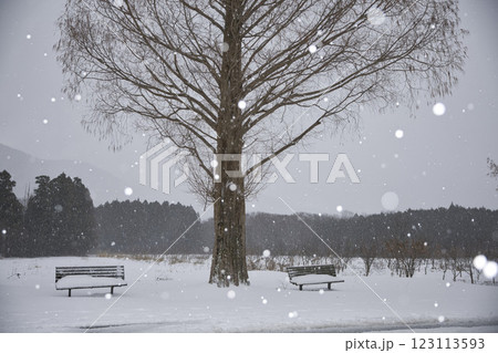 メタセコイア並木のあのベンチと雪の玉ボケ4 123113593