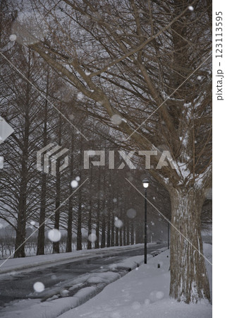 メタセコイア並木と雪の玉ボケ1 メタセコイア並木と雪の玉ボケ1 123113595