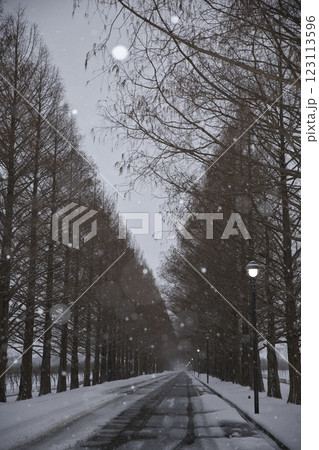 メタセコイア並木と雪の玉ボケ7 123113596