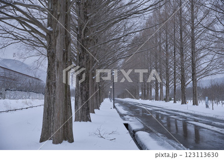 極寒の雪化粧したメタセコイア並木 横構図5 極寒の雪化粧したメタセコイア並木 横構図5 123113630