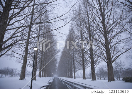 極寒の雪化粧したメタセコイア並木　横構図8 123113639