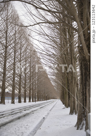 極寒の雪化粧したメタセコイア並木 縦構図2 極寒の雪化粧したメタセコイア並木 縦構図2 123113642