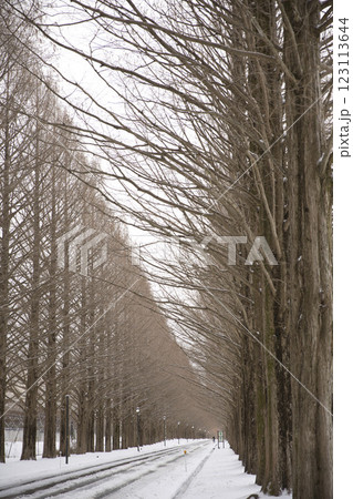 極寒の雪化粧したメタセコイア並木 縦構図3 極寒の雪化粧したメタセコイア並木 縦構図3 123113644