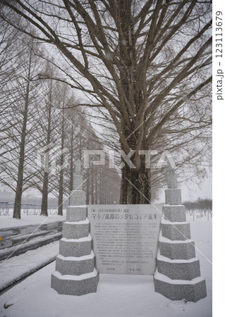 雪化粧したメタセコイア並木とモニュメント2 123113679