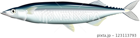 サンマ 魚イラスト リアル サンマ 魚イラスト リアル 123113793