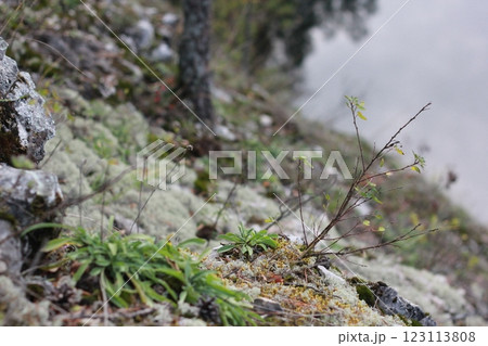 Rocky hill covered with moss, grass, twigs and lichen. Forest details background. 123113808