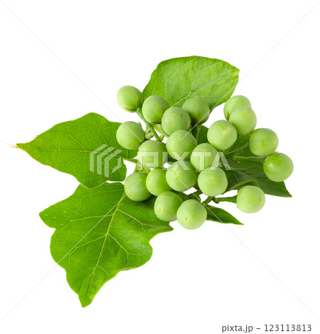 Pea Eggplants or turkey berry isolated over white background Pea Eggplants or turkey berry isolated over white background 123113813
