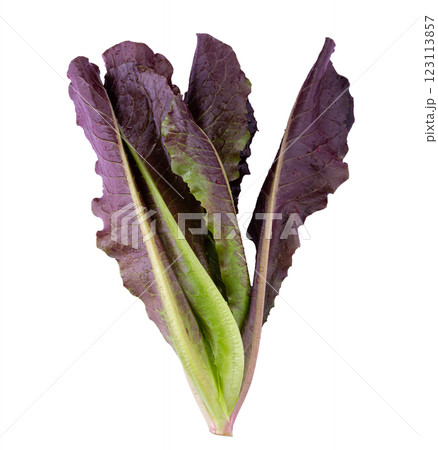 Red Leaf Lettuce isolated on a white background Red Leaf Lettuce isolated on a white background 123113857