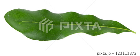 Green Macadamia leaves isolated on a white background Green Macadamia leaves isolated on a white background 123113872