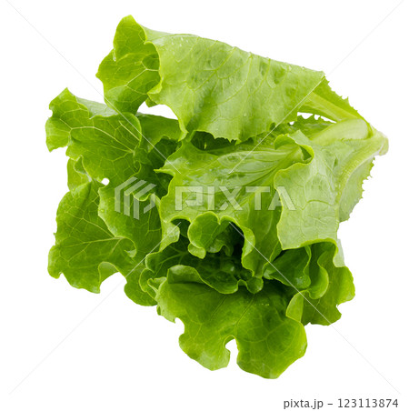 Lettuce Romain isolated on a white background 123113874