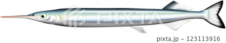 魚イラスト　サヨリ 123113916