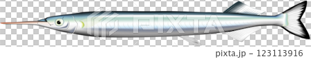 魚イラスト　サヨリ 123113916