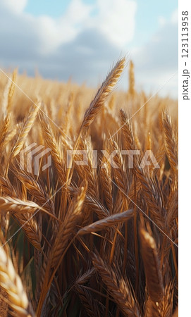 Close-up of golden wheat ears in a field under a cloudy blue sky, capturing a sunny rural scene. 123113958