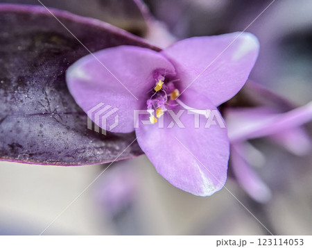 ムラサキゴテンの花のマクロ撮影 123114053