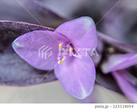 ムラサキゴテンの花のマクロ撮影 123114054