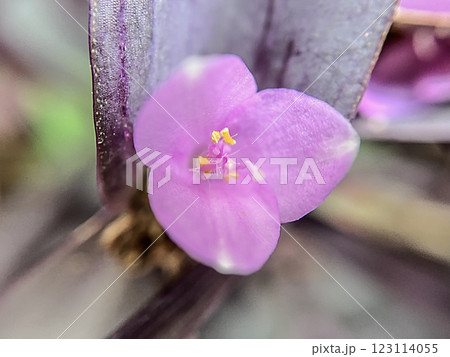 ムラサキゴテンの花のマクロ撮影 123114055