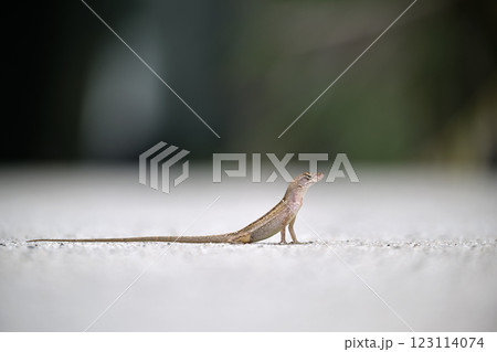 Macro closeup of blown alone lizard warming on summer sun. Anolis sagrei small reptile in native to Florida USA 123114074