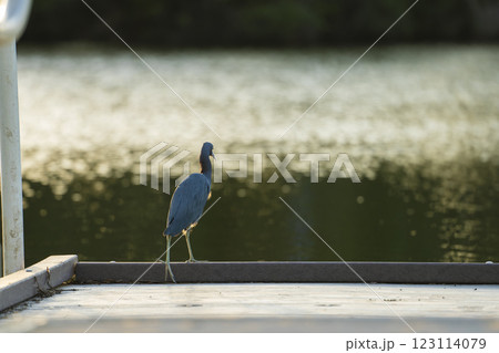 Little blue heron bird perching near lake water in Florida wetland Little blue heron bird perching near lake water in Florida wetland 123114079