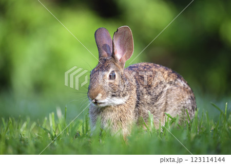 Grey small hare eating grass on summer field. Wild rabbit in nature Grey small hare eating grass on summer field. Wild rabbit in nature 123114144