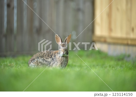 Grey small hare eating grass on summer field. Wild rabbit in nature Grey small hare eating grass on summer field. Wild rabbit in nature 123114150