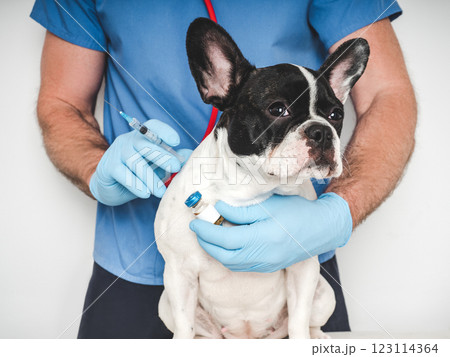 Veterinarian and puppy vaccination. Close-up. Studio photo 123114364