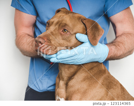 Cute dog and veterinarian. Close-up, white isolated background 123114365
