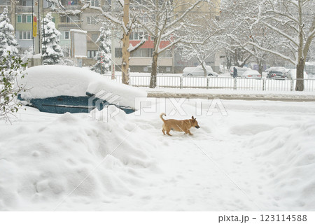 Dog Navigating Thick Snow After Heavy Winter Storm 123114588