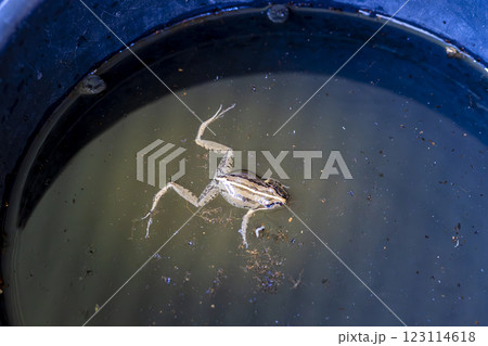 A small frog taking a swim in a bucket of water A small frog taking a swim in a bucket of water 123114618