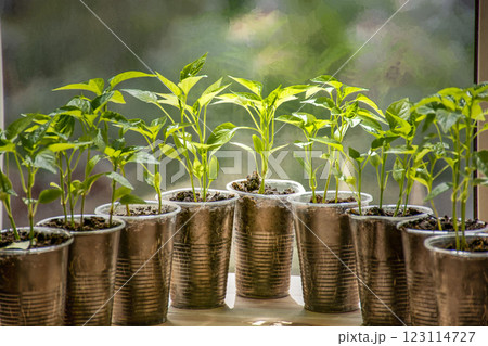 young pepper sprouts in cups on the windowsill, seedlings, planting seeds young pepper sprouts in cups on the windowsill, seedlings, planting seeds 123114727