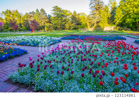 fANATSTIC TULIP FIELDS WITH   FORGET-ME-NOT FLOWERS AS UNDERCOAT 123114861
