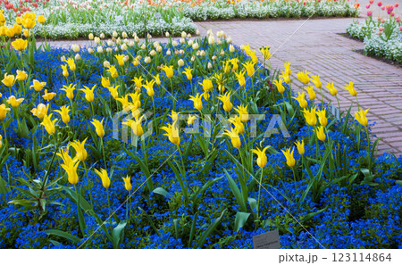 fANATSTIC TULIP FIELDS WITH   FORGET-ME-NOT FLOWERS AS UNDERCOAT 123114864
