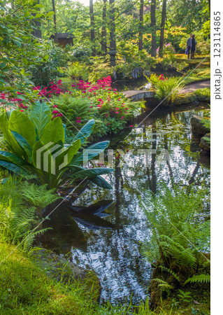 aMAZING rHODODENDRON BLOSSOMS IN Japanese garden in the Hague in late May 123114865
