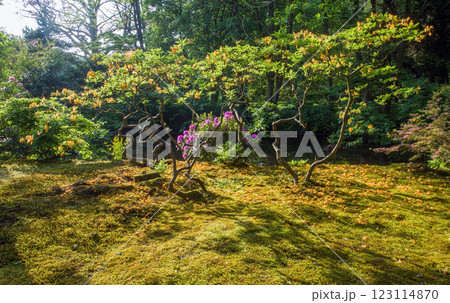 fANATSTIC Japanese garden in th Hague fANATSTIC Japanese garden in th Hague 123114870