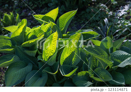 Host leaves in sunrise light in Paris Host leaves in sunrise light in Paris 123114871