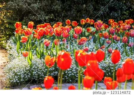 fANTASTIC TULIP FIELDS WITH FORGET-ME-NOT FLOWERS AS UNDERCOAT fANTASTIC TULIP FIELDS WITH FORGET-ME-NOT FLOWERS AS UNDERCOAT 123114872