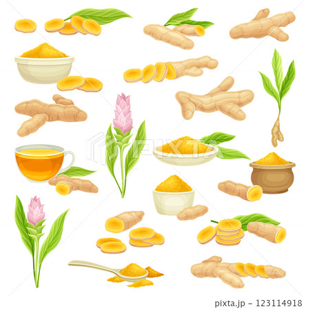 Turmeric Root Nature Spice and Plant Vector Set Turmeric Root Nature Spice and Plant Vector Set 123114918