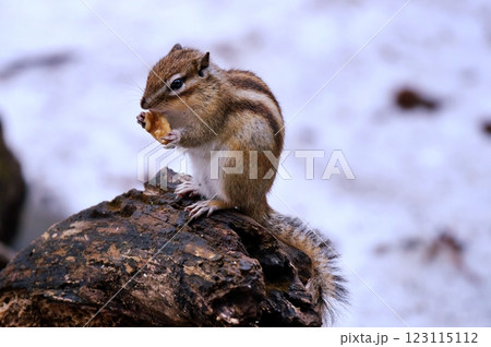 エゾシマリス エゾシマリス 123115112