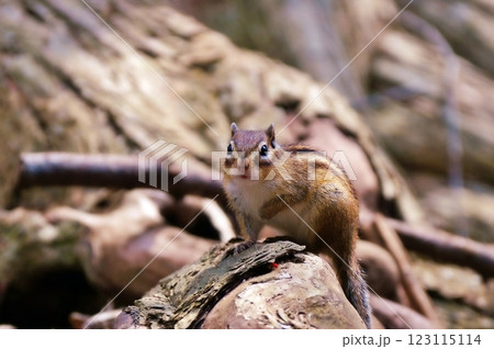 エゾシマリス エゾシマリス 123115114
