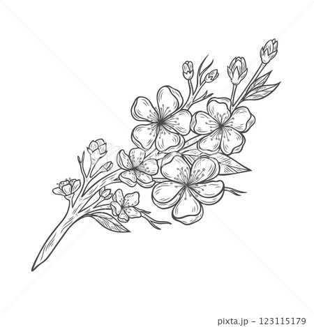 Beautiful sakura branch with flowers 123115179