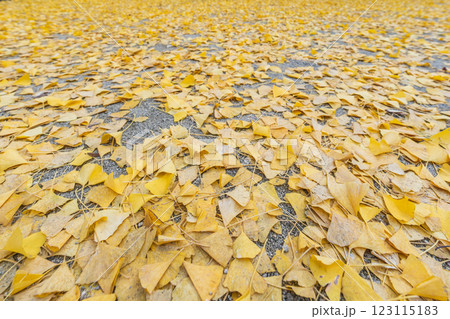 銀杏の落ち葉 銀杏の落ち葉 123115183