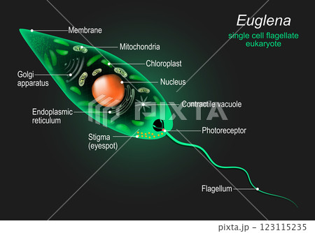 Anatomy of Euglena Anatomy of Euglena 123115235