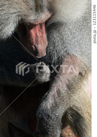 Baboon Portrait Zoo Animal Closeup. A hamadryas baboon stares intensely at the camera, its long, gray fur and prominent snout visible. 123115446