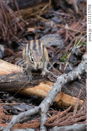 エゾシマリス 123115708
