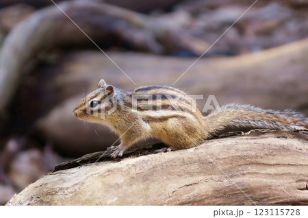 エゾシマリス エゾシマリス 123115728