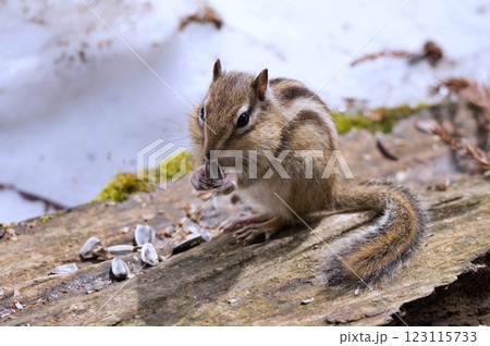 エゾシマリス 123115733