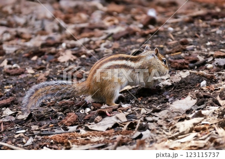 エゾシマリス エゾシマリス 123115737