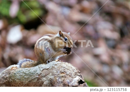 エゾシマリス 123115758